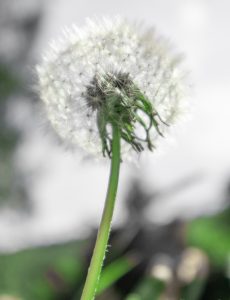 Die Pusteblume
